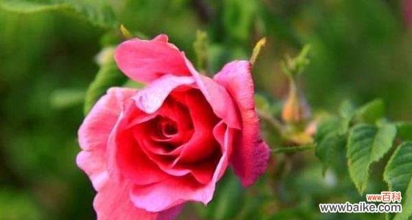 探寻粉红蔷薇和黄色蔷薇的象征意义 粉红蔷薇与黄色蔷薇花语的探寻