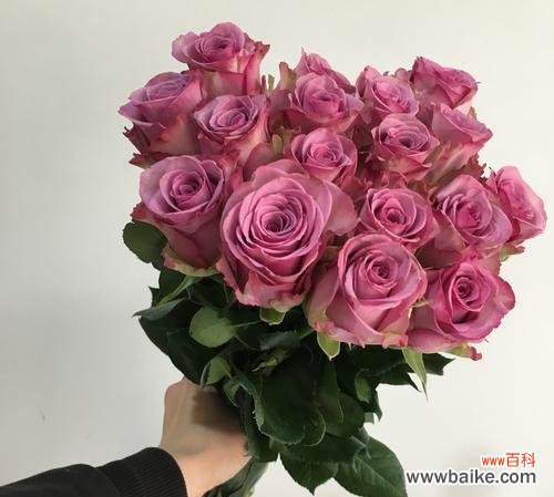 探索粉红玫瑰的花语和意义 粉红玫瑰花语