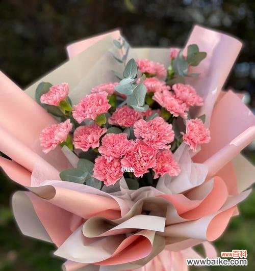 探究粉红色康乃馨的情感和意义 粉红色康乃馨的象征意义