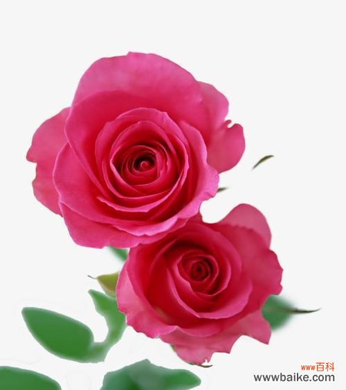 探寻粉红色玫瑰花的传情之道 粉红色玫瑰花的象征意义