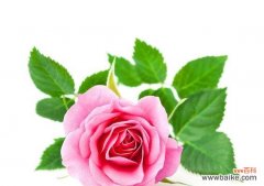 解读粉红色玫瑰的花语及其寓意 粉红色玫瑰的美丽与象征