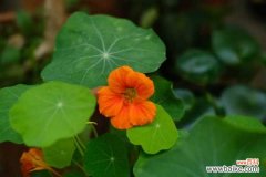 旱金莲烂根怎么办