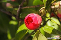 茶花黄叶的原因和处理办法