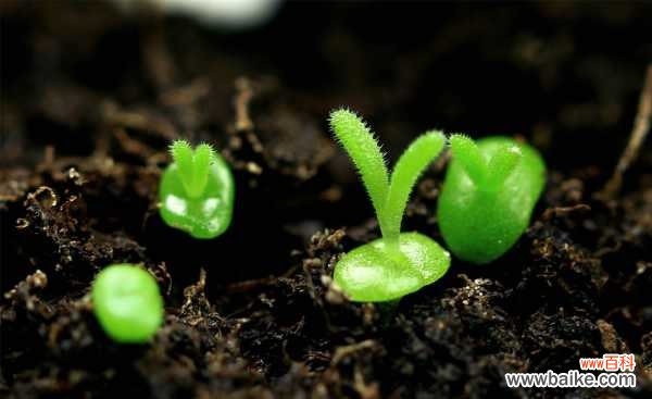 碧光环烂根怎么办