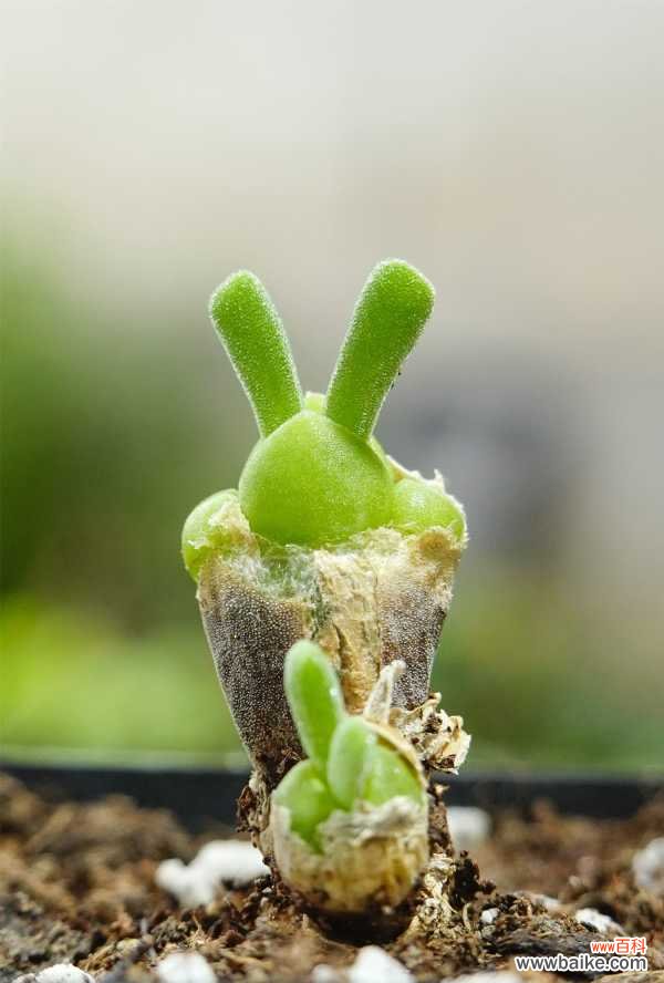 碧光环烂根怎么办