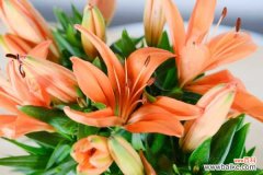 百合花叶子病害防治