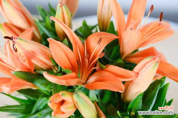 百合花叶子病害防治