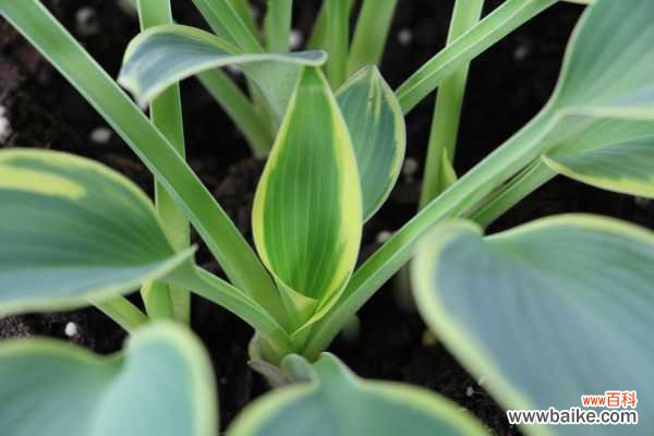 玉簪黄叶的原因和处理办法