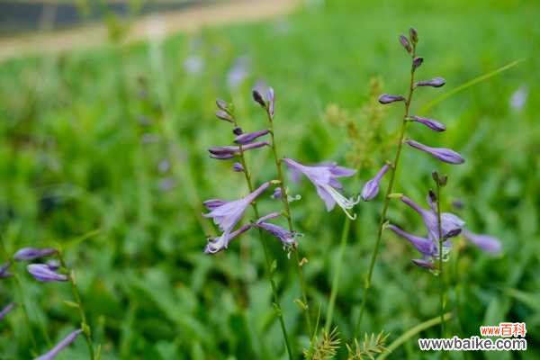 玉簪黄叶的原因和处理办法