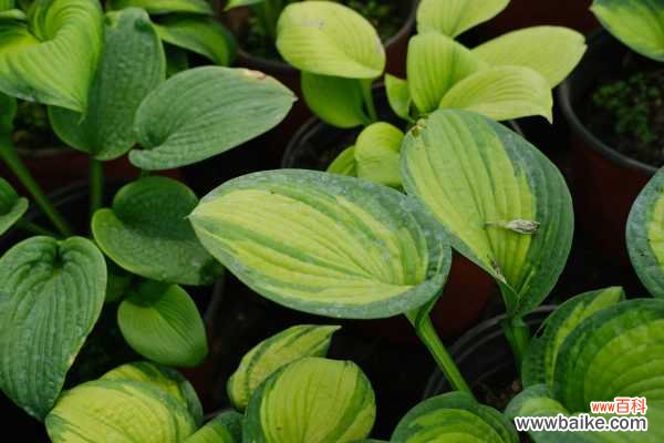 玉簪黄叶的原因和处理办法