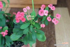 虎刺梅有什么病害