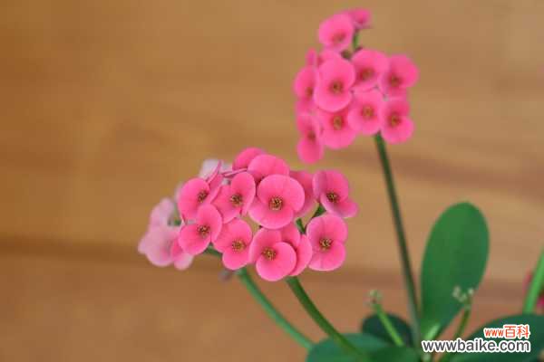 虎刺梅有什么病害