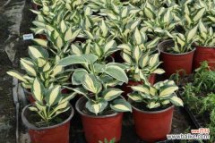 玉簪花黄叶的原因和处理办法