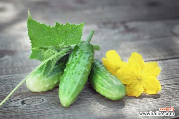黄瓜化瓜是什么原因
