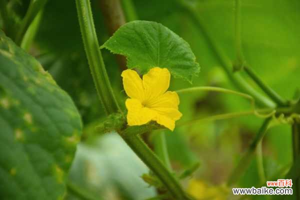 黄瓜化瓜是什么原因