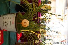 兰花烂根怎么办