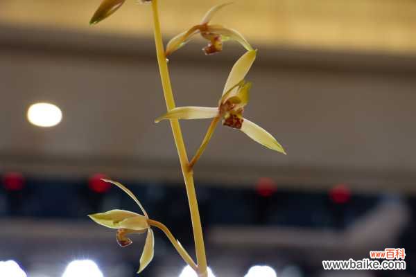 兰花烂根怎么办