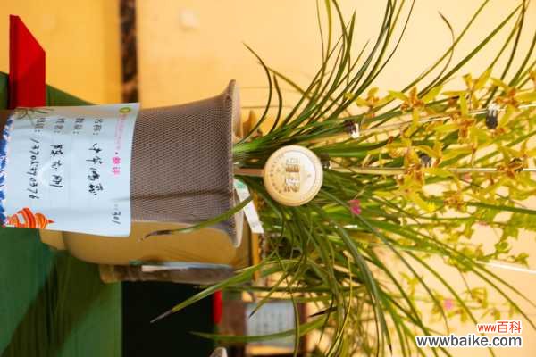 兰花烂根怎么办