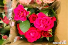 月季常见病虫害及防治方法介绍