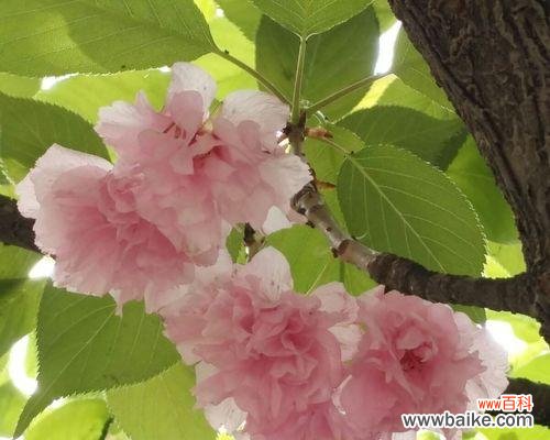 樱花的花语是什么?适合送给谁?