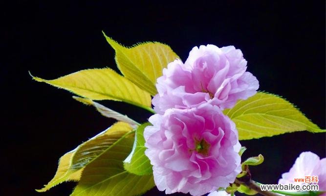 樱花的花语是什么意思?樱花代表的含义有哪些?