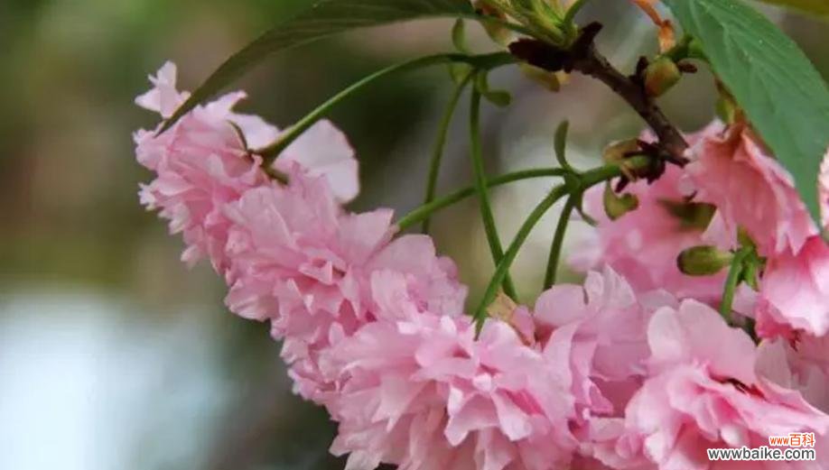 樱花的花语是什么意思?樱花代表的含义有哪些?