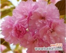 樱花的三个传说意义是什么？樱花背后的故事有哪些？