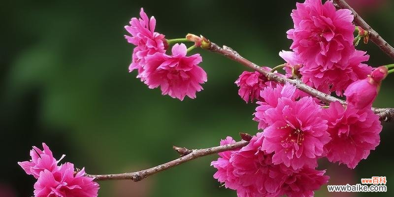 樱花的寓意是什么？樱花象征着什么含义？