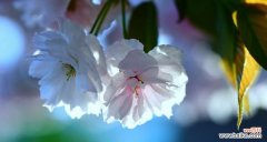 樱花的花语是什么？樱花象征意义有哪些常见问题？