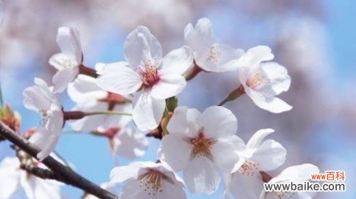 樱花的花语是什么?樱花寓意有哪些常见问题解答?