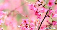 樱花花语是什么？如何理解樱花的象征意义？