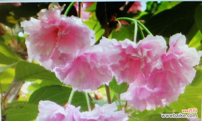 樱花花语象征什么?樱花的寓意有哪些常见问题解答?