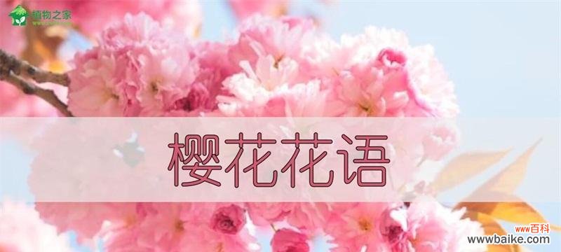 樱花花语象征什么?樱花的寓意有哪些常见问题解答?