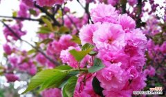 樱花花语是什么意思？如何理解樱花的象征意义？