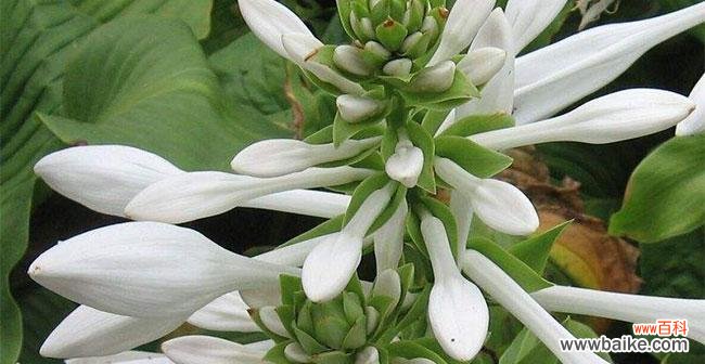 樱水晶花语是什么?它有哪些寓意和象征意义?