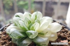 樱水晶的花语寓意是什么？如何正确理解樱水晶的含义？