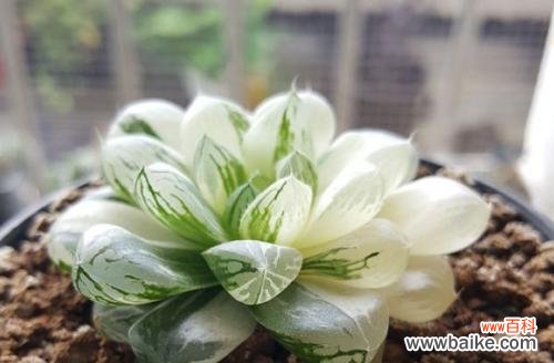 樱水晶的花语寓意是什么?如何正确理解樱水晶的含义?