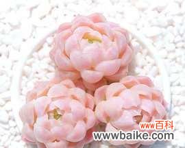 樱水晶的花语寓意是什么?如何正确理解樱水晶的含义?