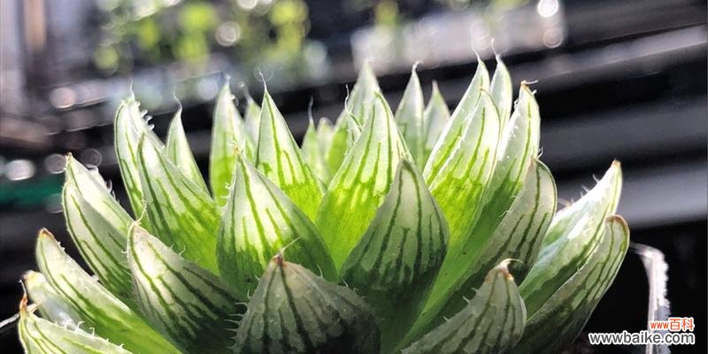 樱水晶的花语寓意是什么?如何正确理解樱水晶的含义?