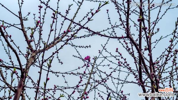 樱桃花的花语是什么?如何正确解读樱花的象征意义?