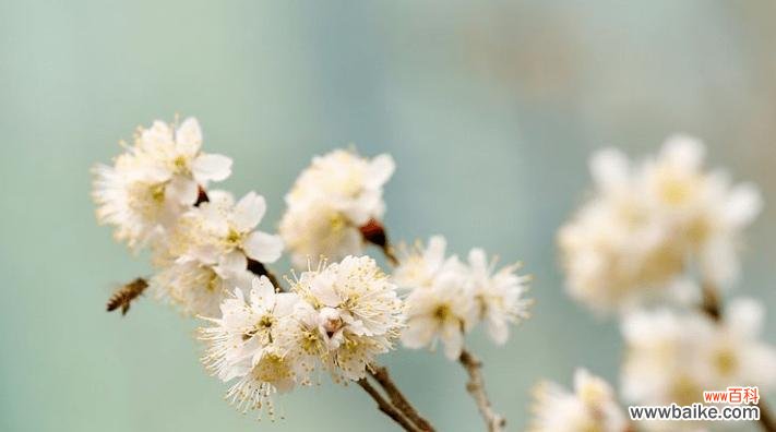 樱桃花的花语是什么?如何正确解读樱花的象征意义?