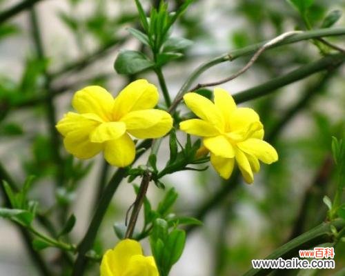 迎春花的花语是什么?如何用迎春花表达情感?