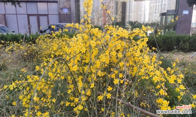 迎春花象征着什么？如何理解迎春花的寓意？