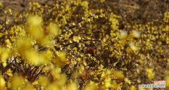 迎春花象征着什么？如何理解迎春花的寓意？