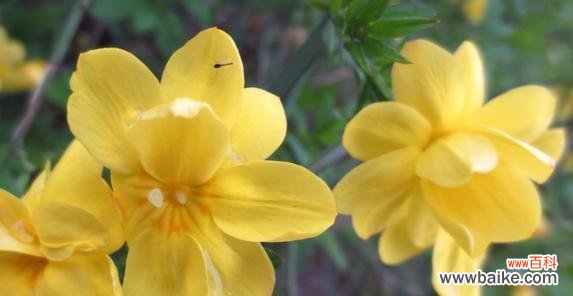 迎春花象征着什么?迎春花的寓意有哪些常见问题解答?