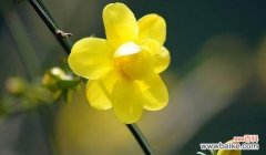 迎春花象征着什么？迎春花的寓意有哪些常见问题解答？