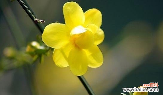 迎春花象征着什么?迎春花的寓意有哪些常见问题解答?