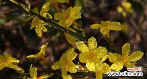 迎春花象征着什么?迎春花的寓意有哪些常见问题解答?