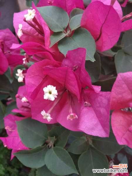 三角梅盆景造型注意要点