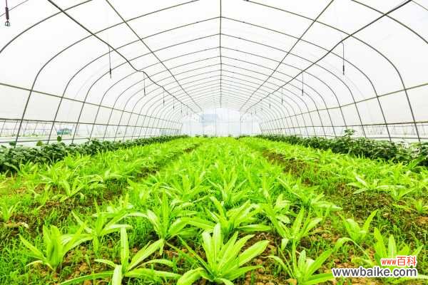 “油麦菜”营养高,阳台上养上一盆,都不用去买菜了!